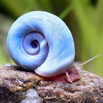 5x Blaue Posthornschnecke